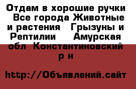 Отдам в хорошие ручки - Все города Животные и растения » Грызуны и Рептилии   . Амурская обл.,Константиновский р-н